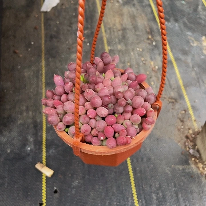 紫葡萄带盆土发货