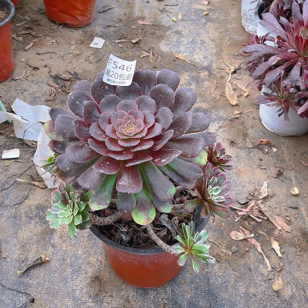 546水墨画多肉小损不包
