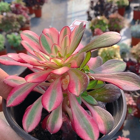 白*飞372阴阳多肉植物