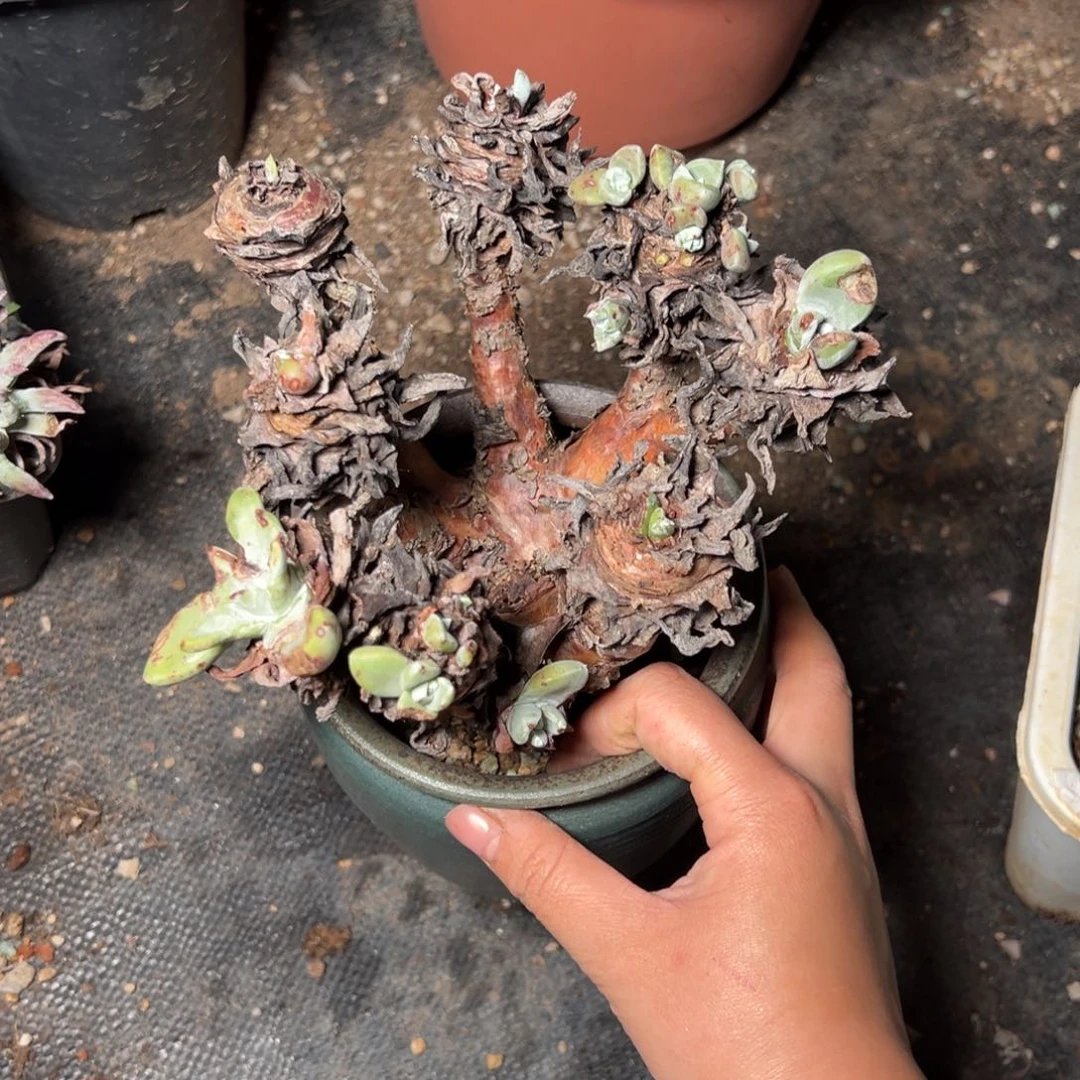 2355瑕疵苹果叶杂交多肉