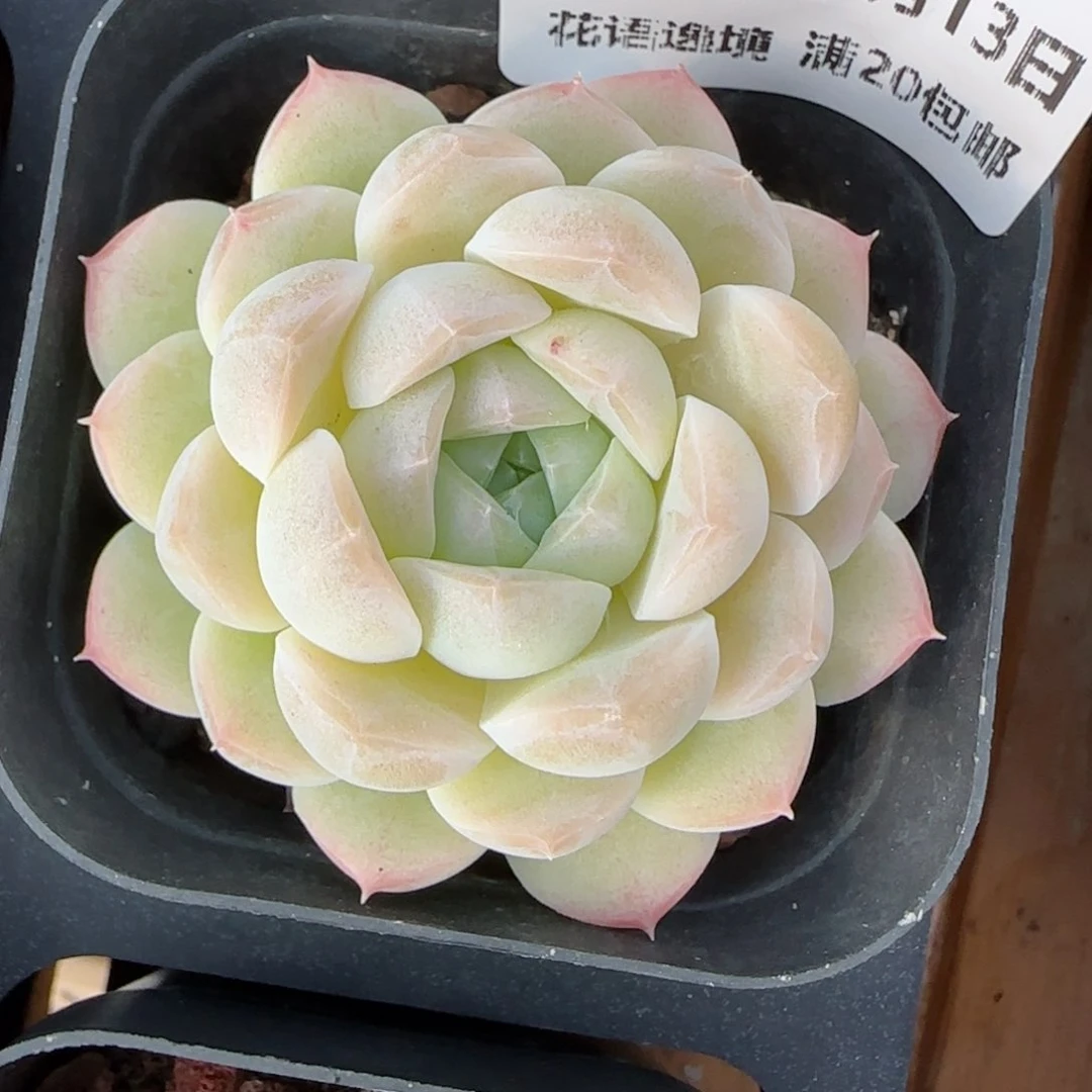 花语逸境0113-114白胖子