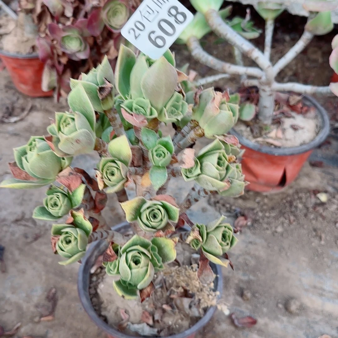 香608满20包邮断枝不包