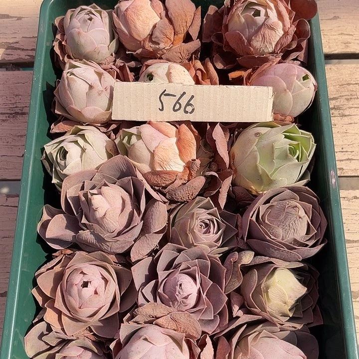 山地玫瑰566号，一物一拍18颗