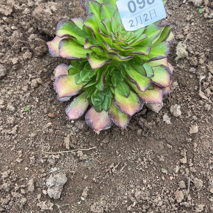 2.2-98海王七彩多肉2