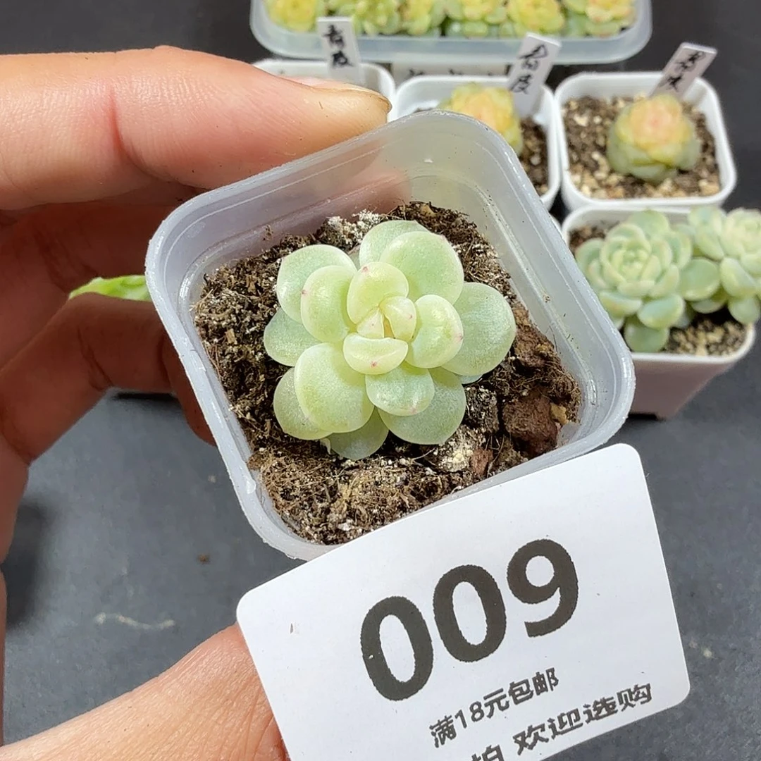 奶油财富一物一拍009