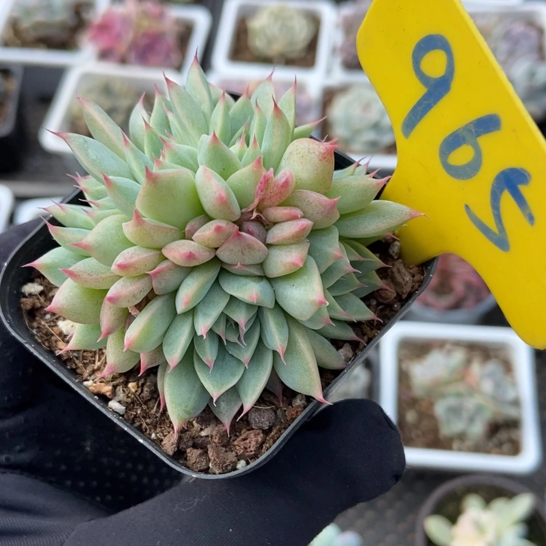 965琵琶仙子多肉植物保护