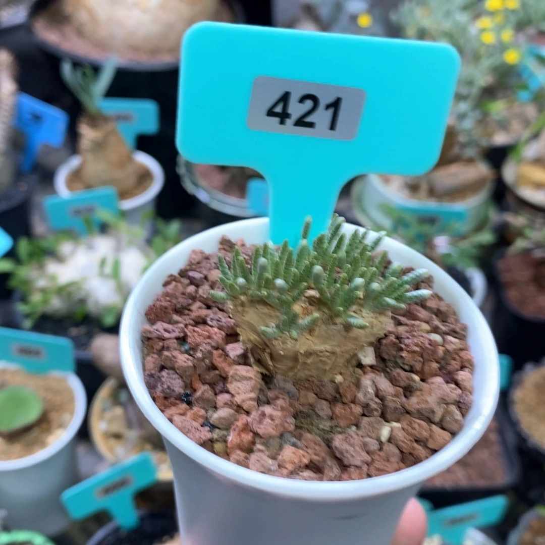 任锦多肉植物一个