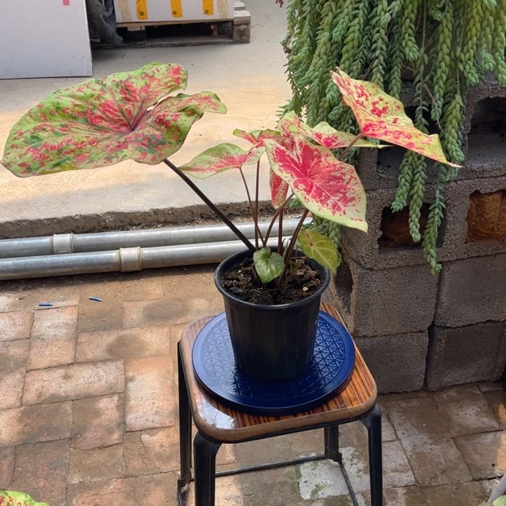 无花朵月光覆盆子彩叶芋