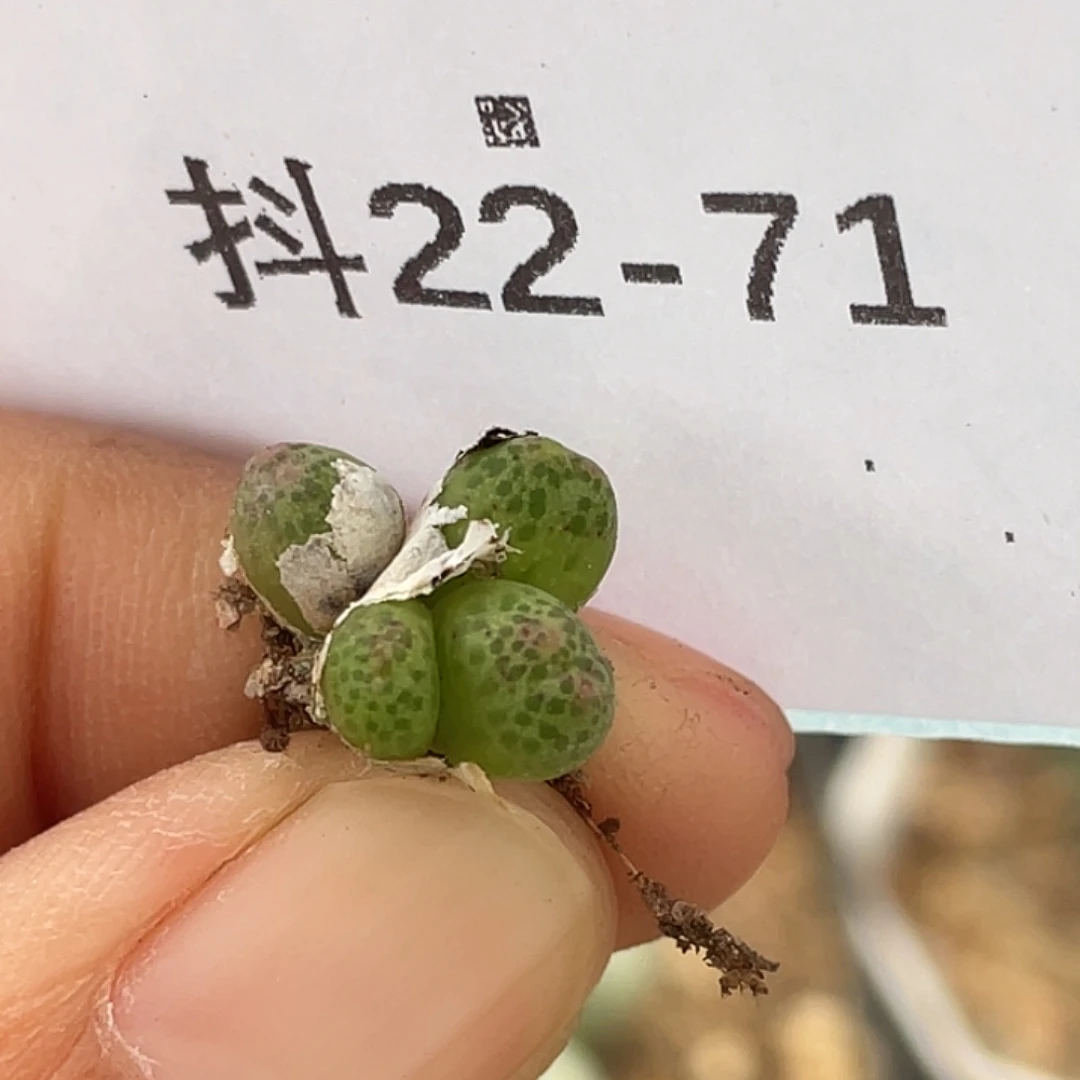 22-71草莓斑马肉锥