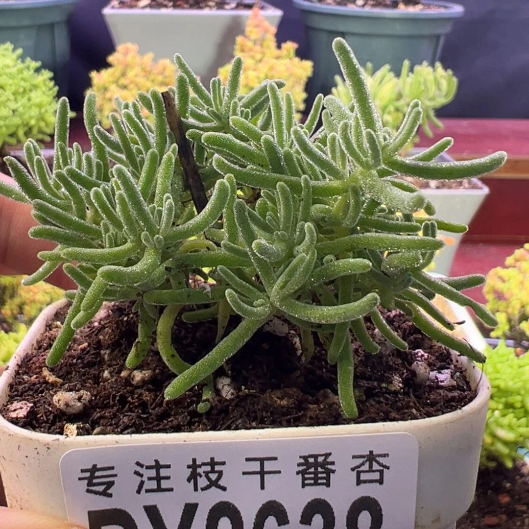 2638冰霜杂。6.5cm盆