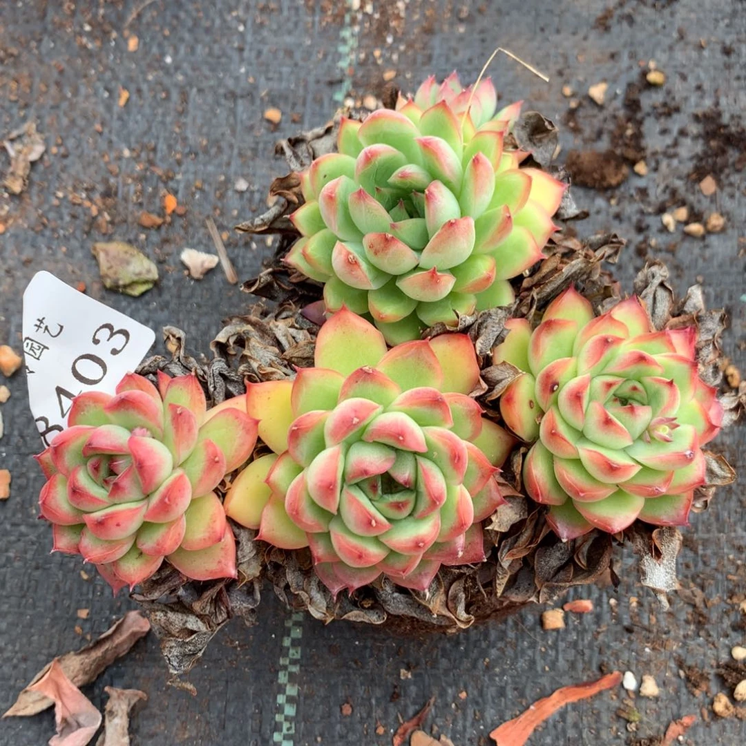 8403杂交多肉老桩