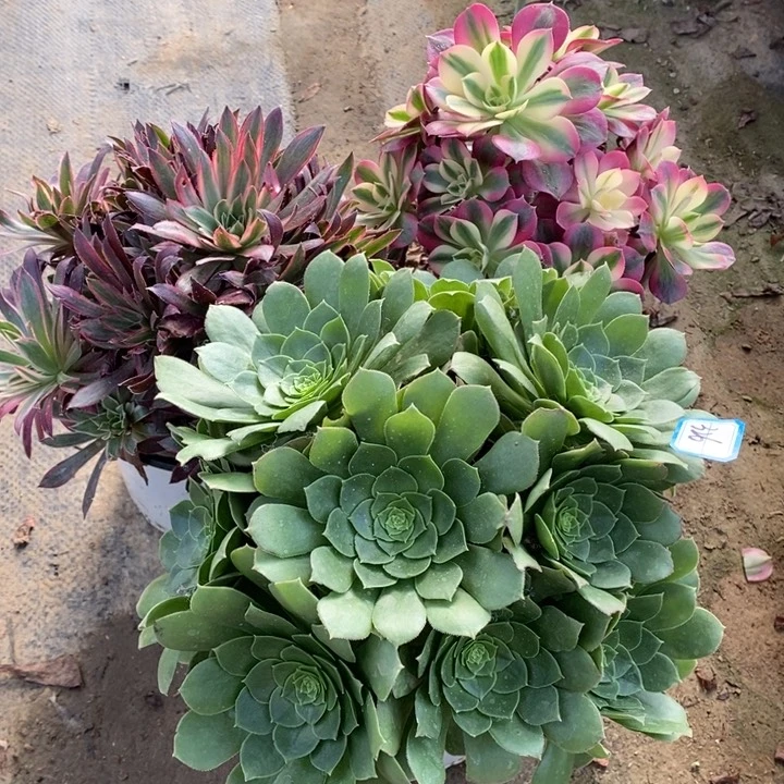 326圣罗兰，惊鸿仙子，粉女巫多肉