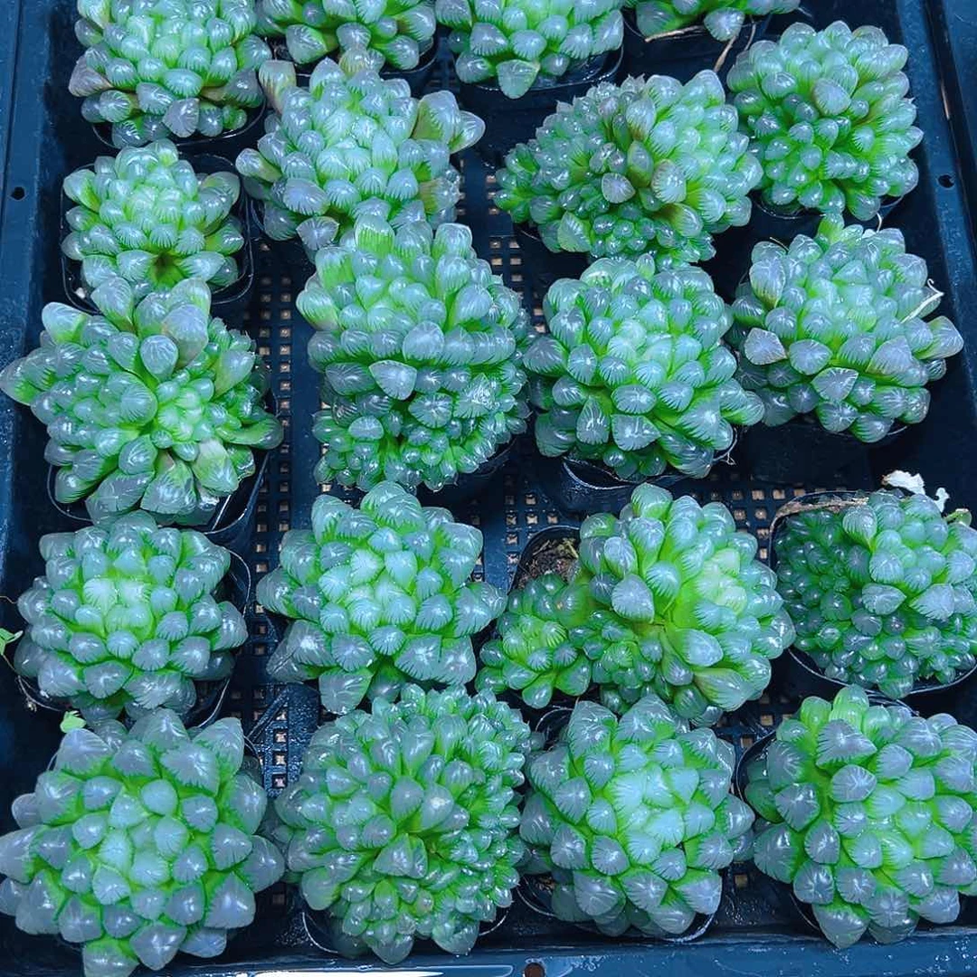 孙氏冰灯玉露多肉一颗