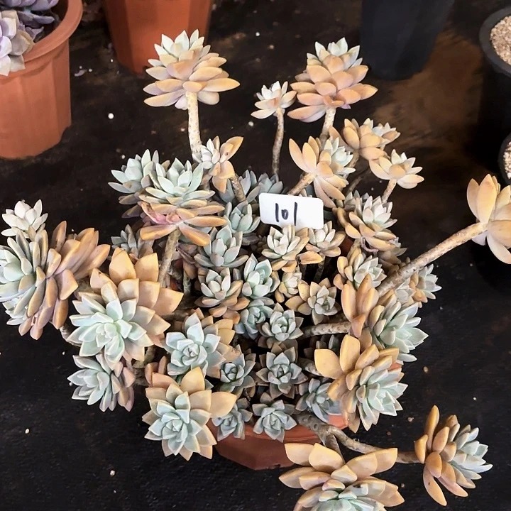 多肉植物，淡雪101