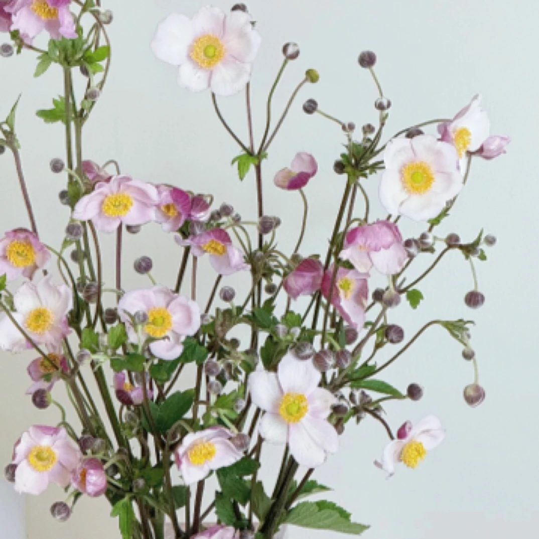 婉兰 银莲花 野棉花 打碗碗花 云南鲜花 冷链包邮
