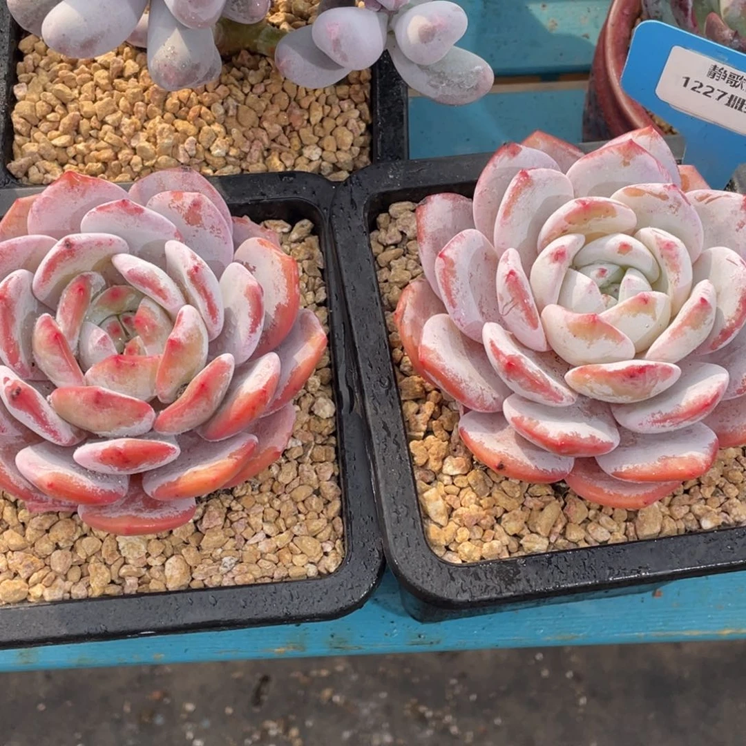 1227-12-雪茶大单头一颗