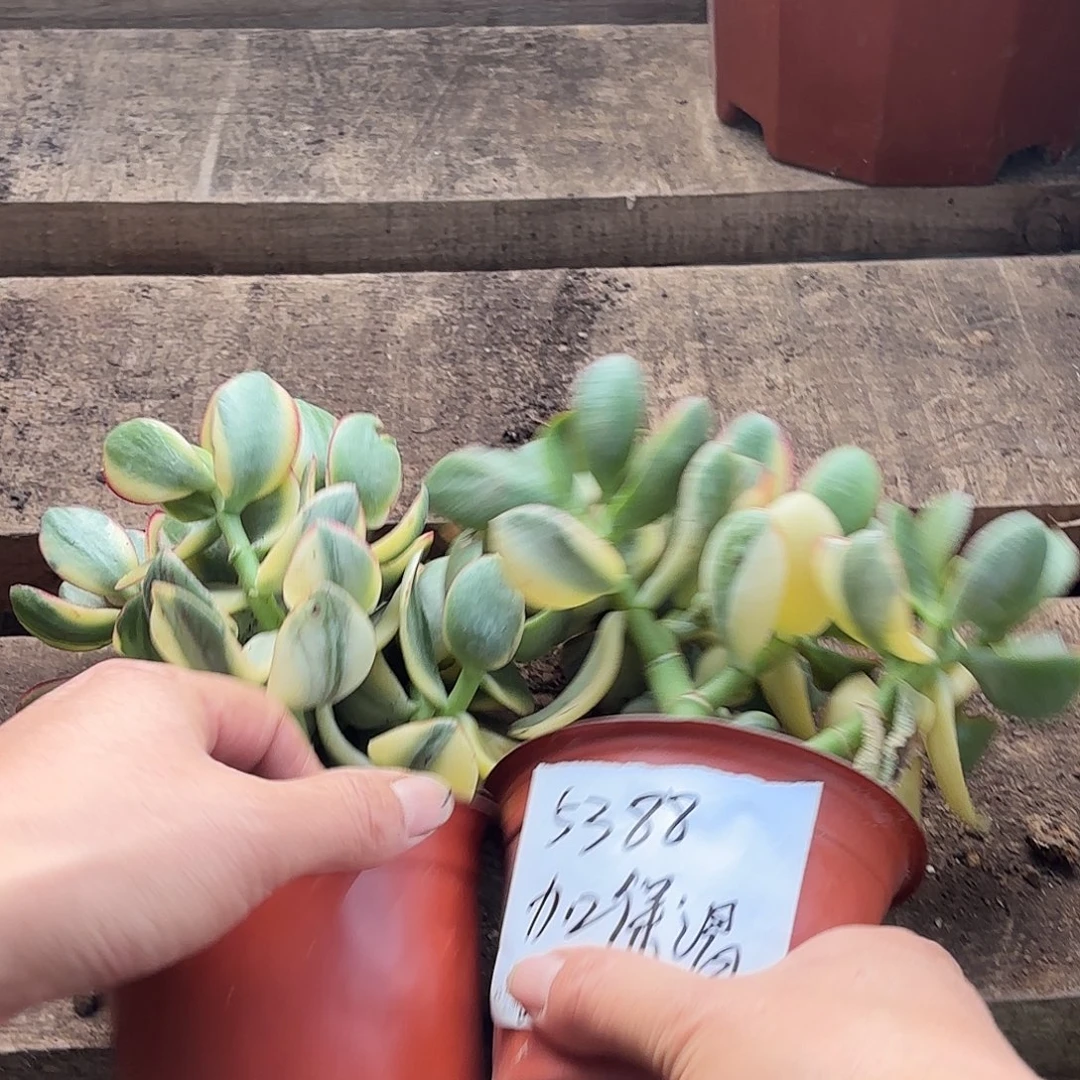 5388新花月锦带盆发