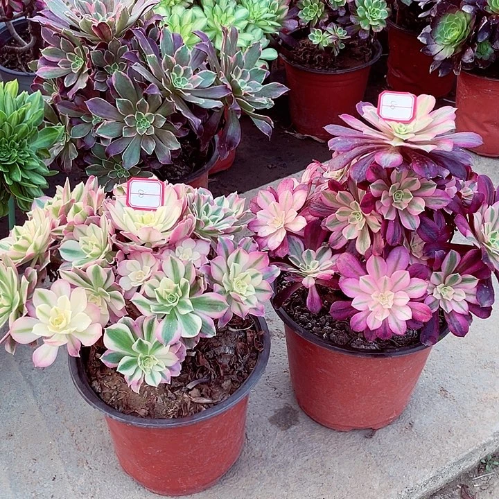 组合多肉法师8号