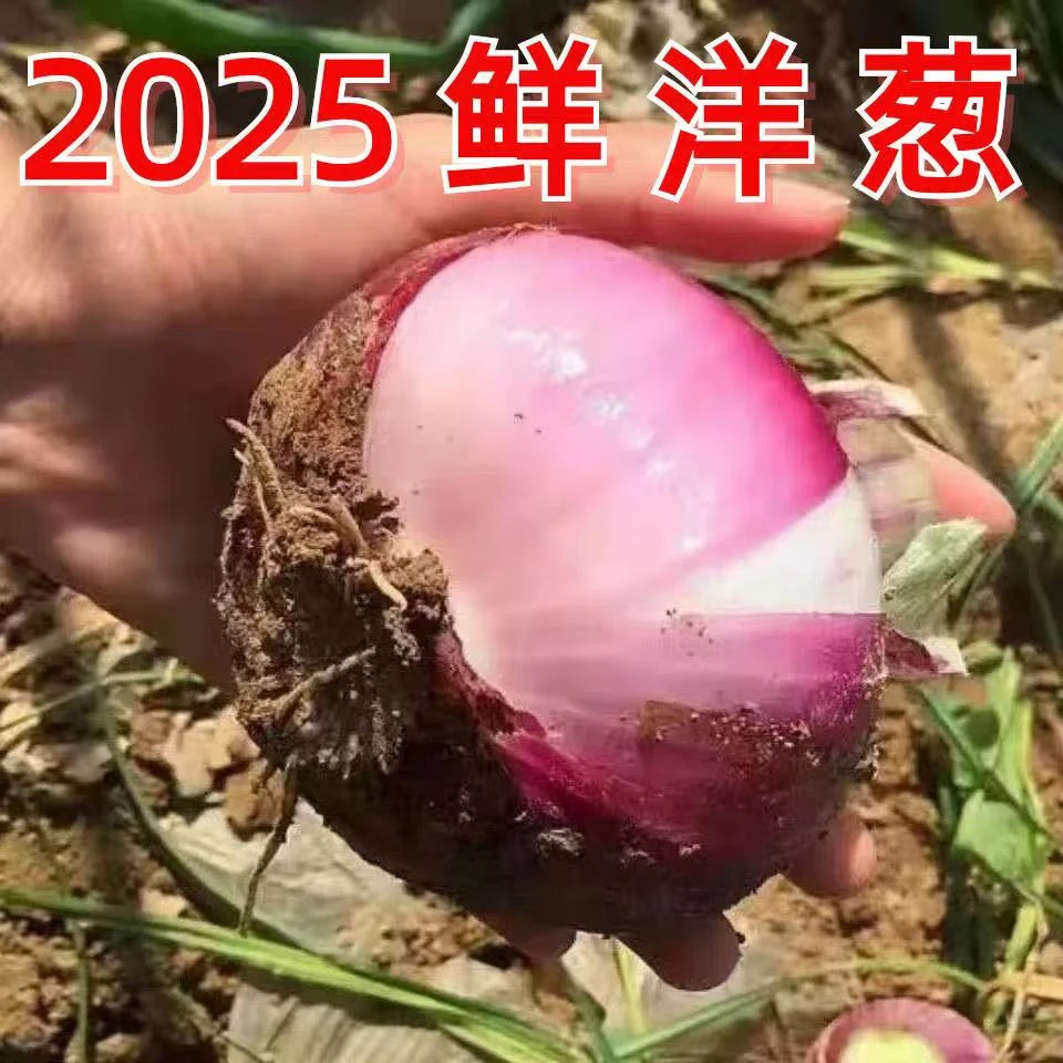 新鲜现挖紫皮洋葱圆葱葱头脆甜多汁可生吃农家自种蔬菜