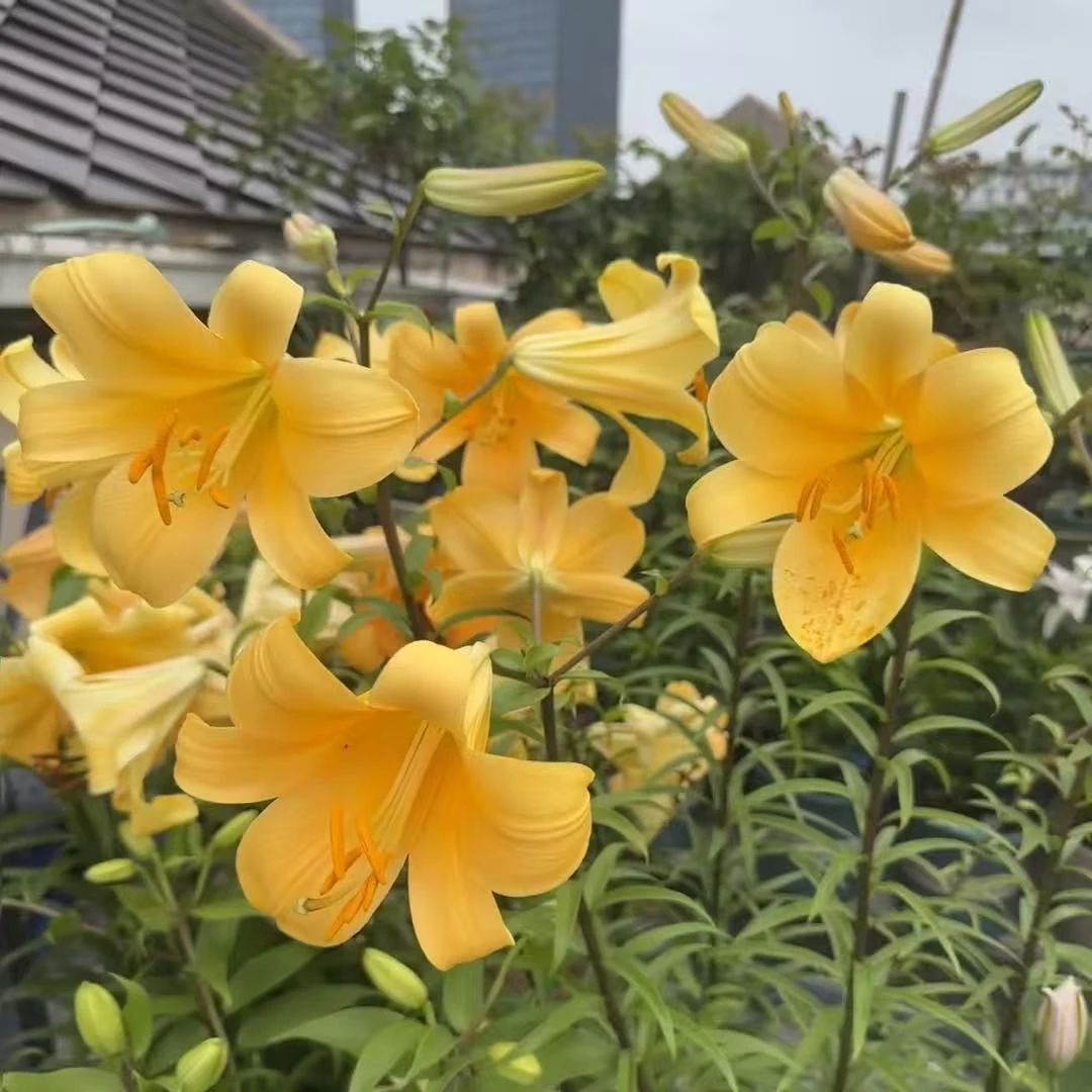 《橙色星球》1颗单瓣百合盆栽阳台庭院地栽盆栽