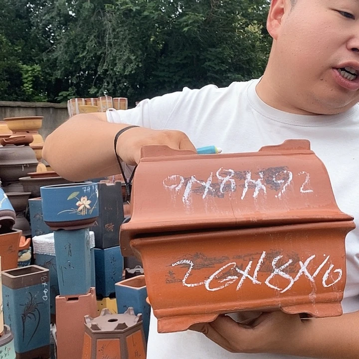 紫砂花盆盆栽植物观赏