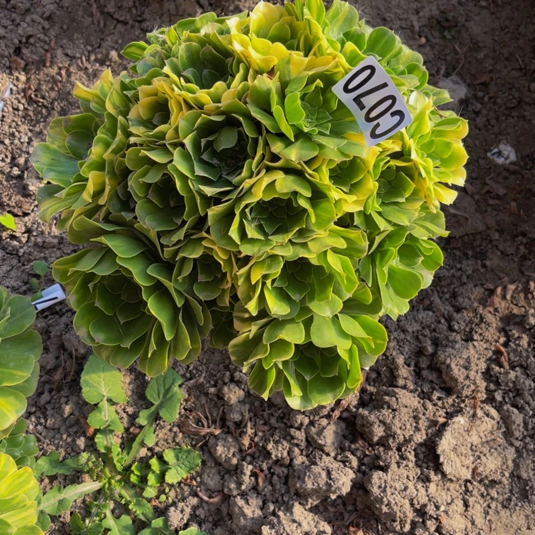 五色琉璃26//////40包邮