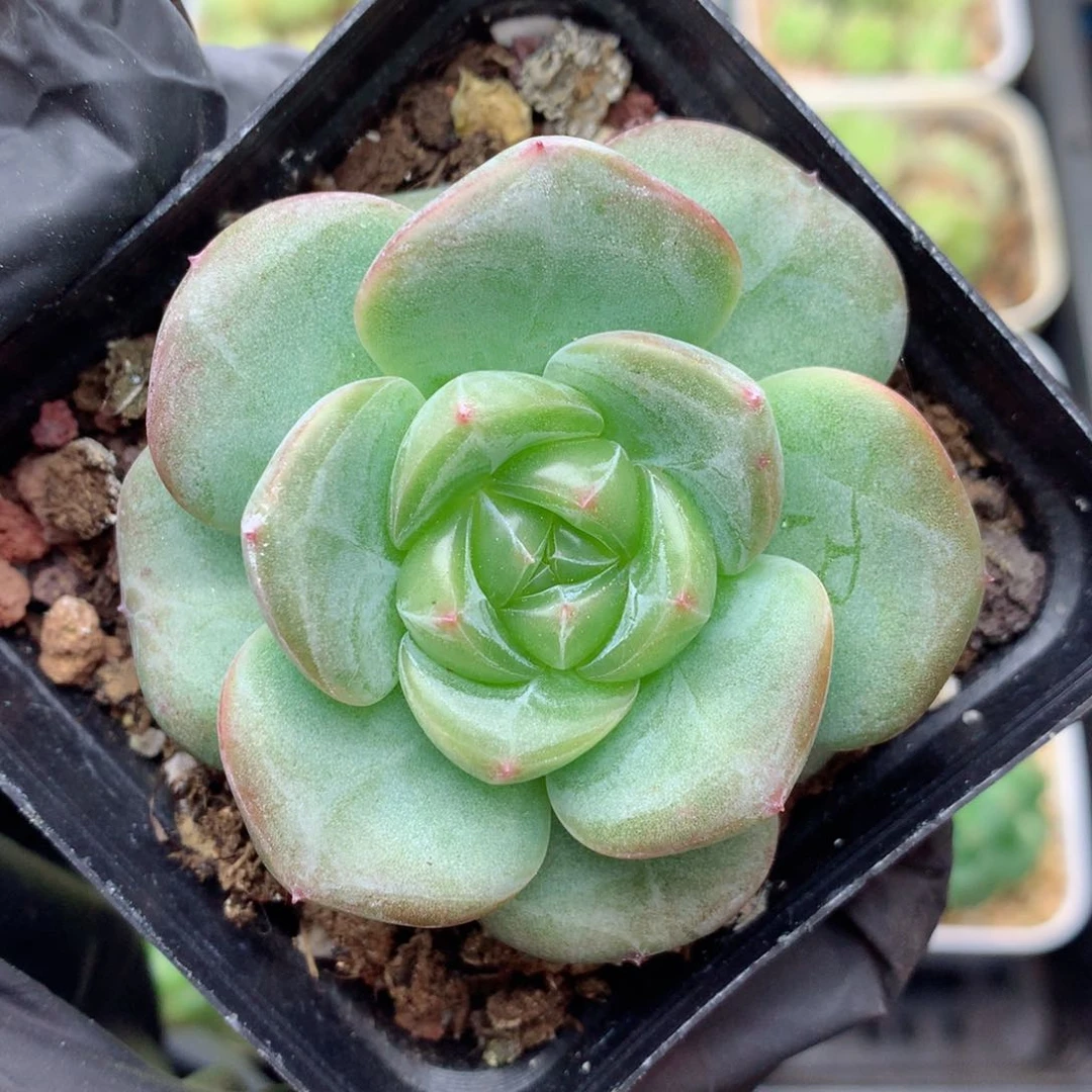 58包邮  群生不包整遥遥20