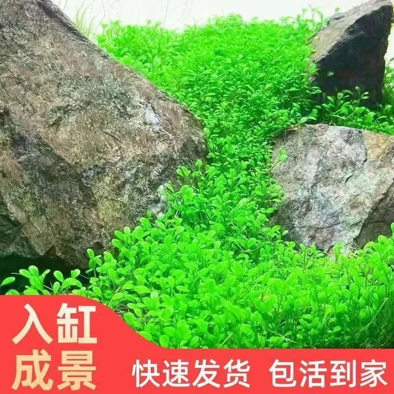 无菌杯日本高珍珠草专用阴性水草新手净化前景增氧种子养鱼植物