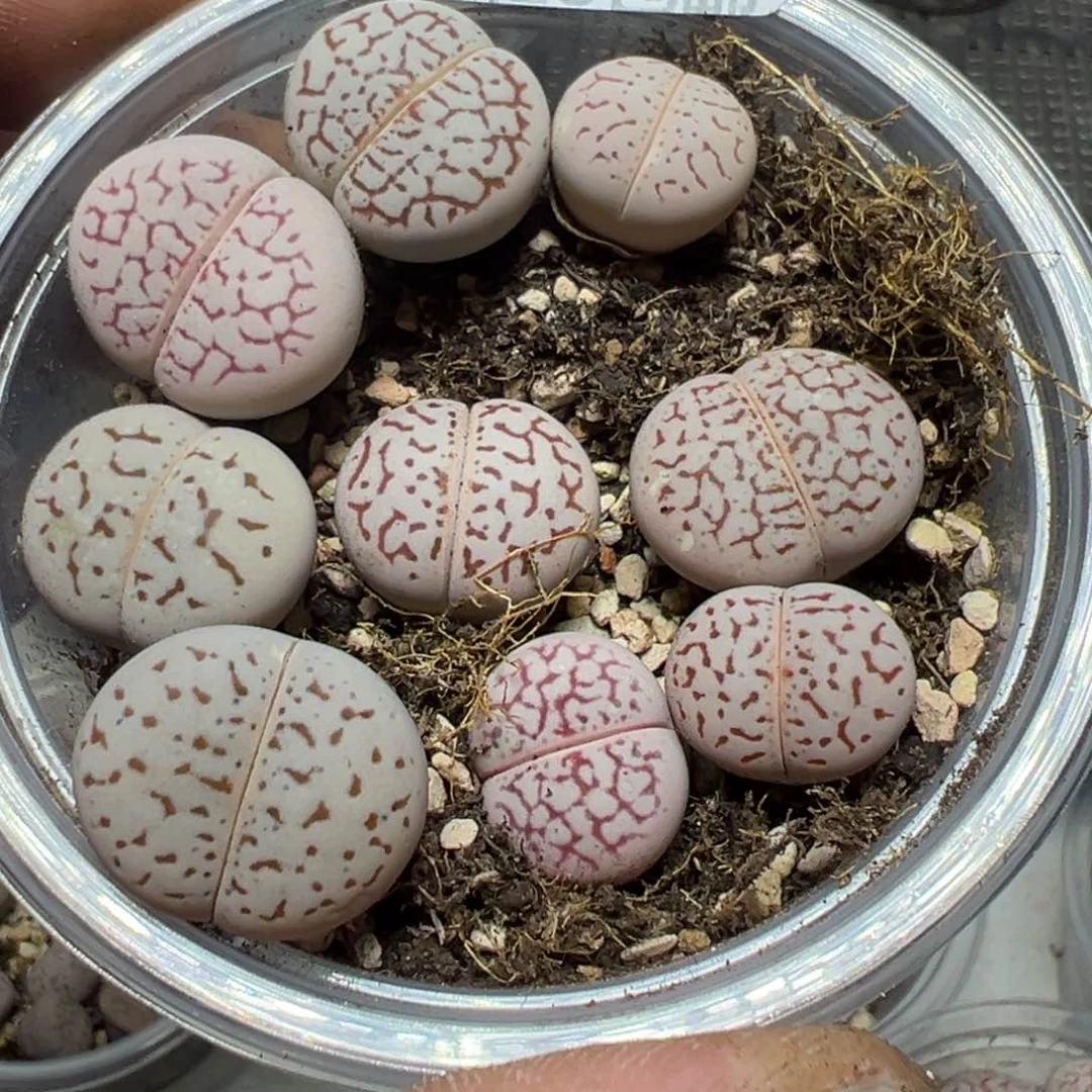 【闪购商品】 843。