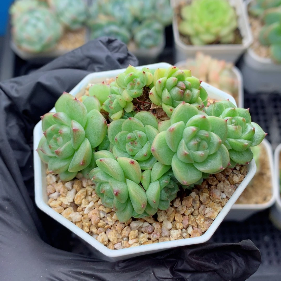 58包邮  群生不包整麦秆群65