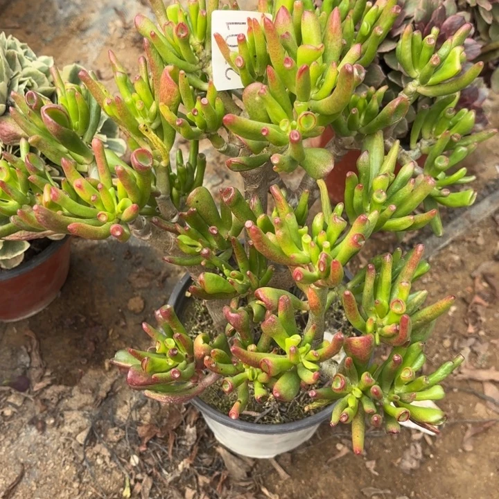 吸财树多肉处理不包断头2701