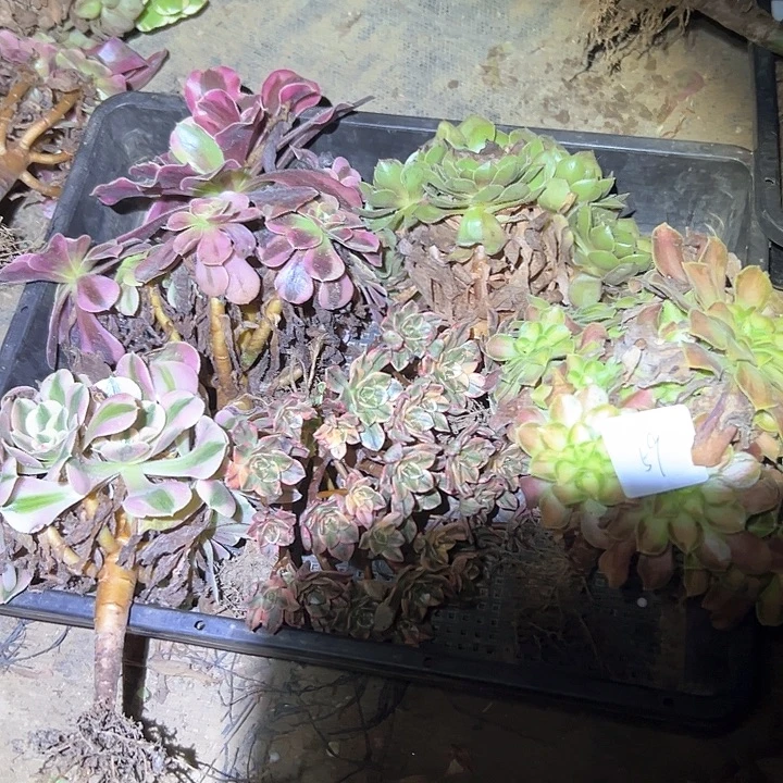 凯***场一物一拍不售后59