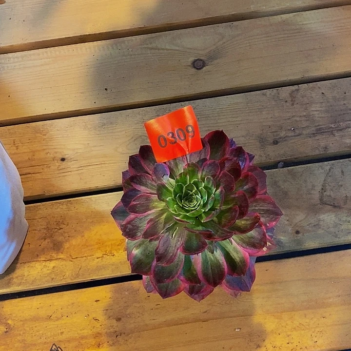 0309多肉植物中奖