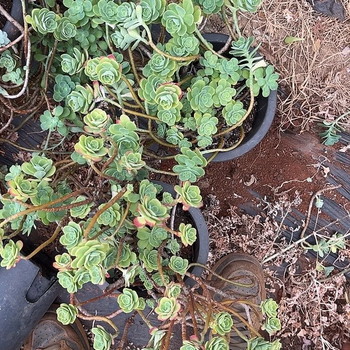 薄化妆2颗9.99多肉植物断枝