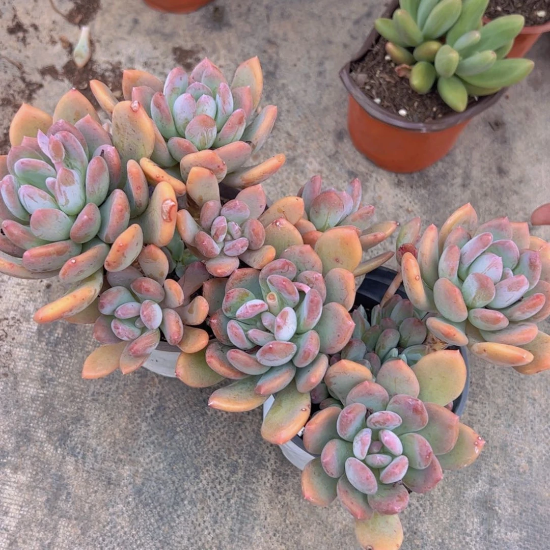 灰姑娘三头起发两盆，120杯露养