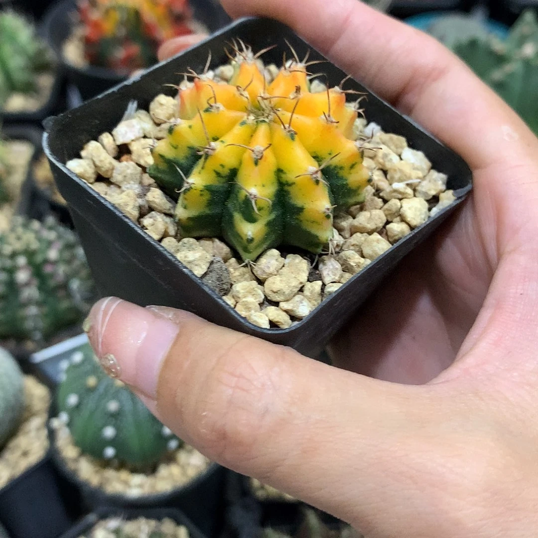 当前无花栽培后可以开花实生根牡丹锦