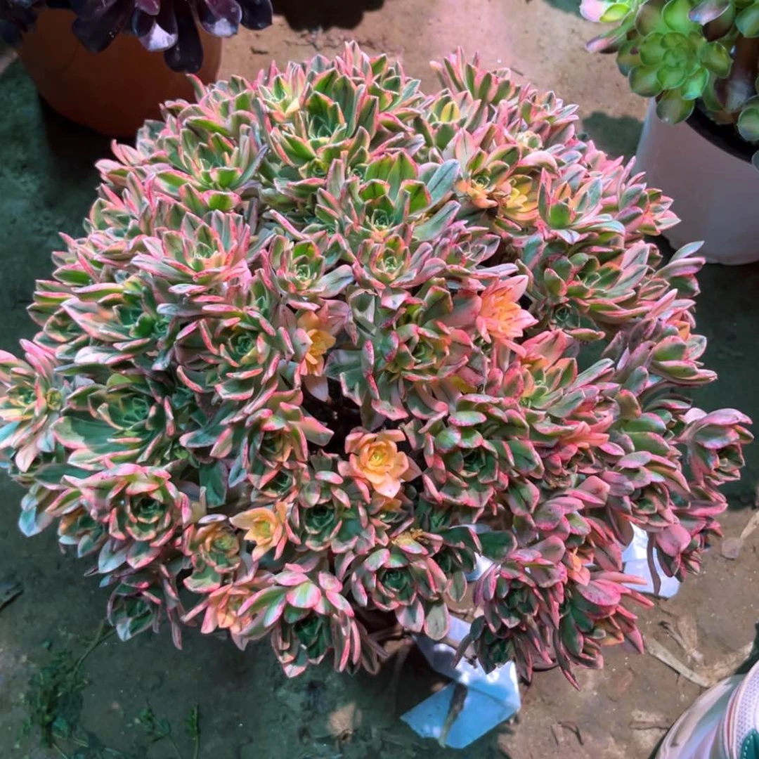 多肉植物甜茶700