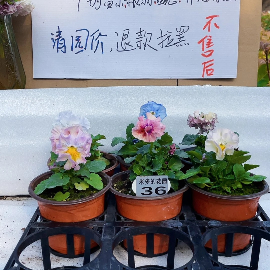 大部分花苞少量开放36