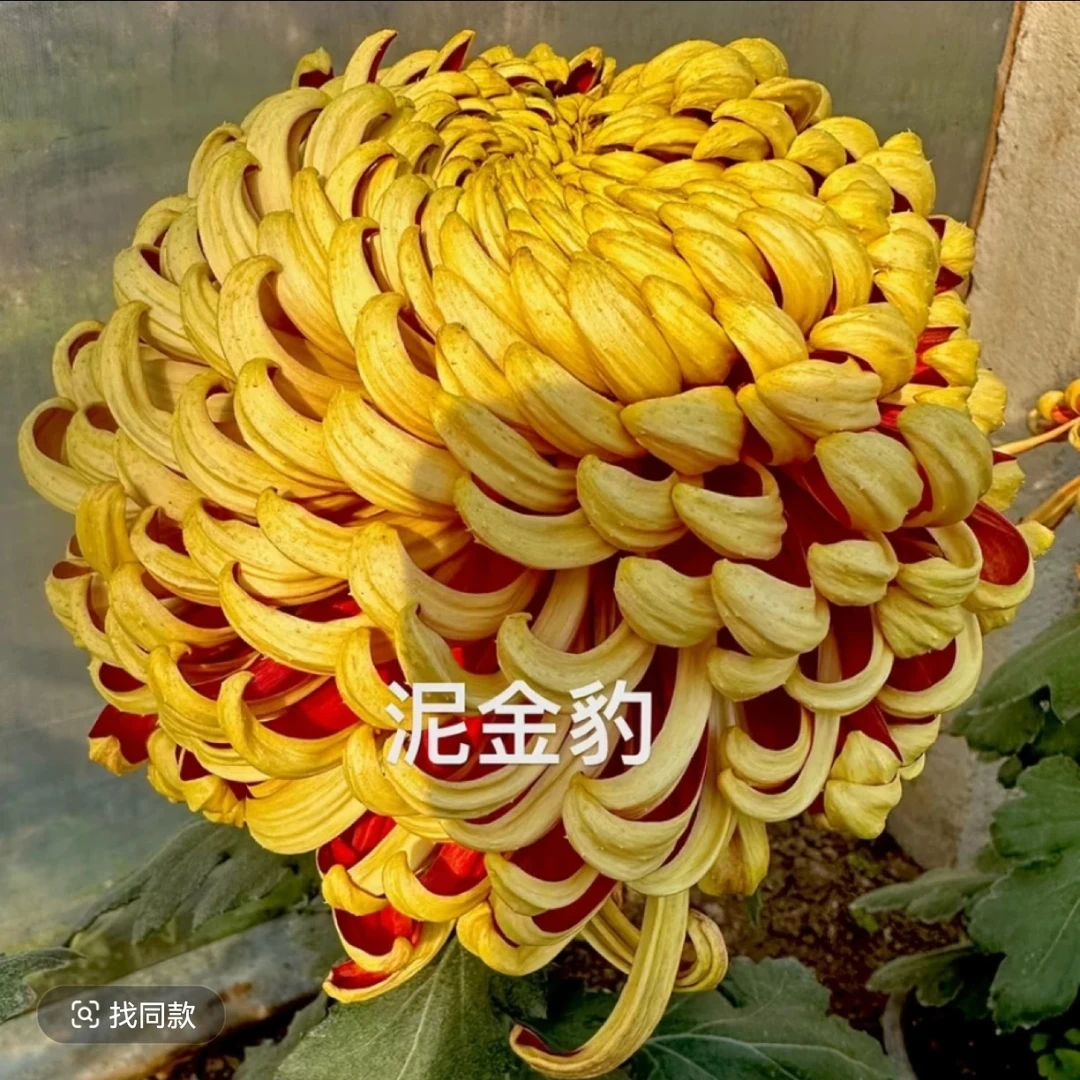 泥金豹菊花苗耐寒耐热阳台庭院地栽