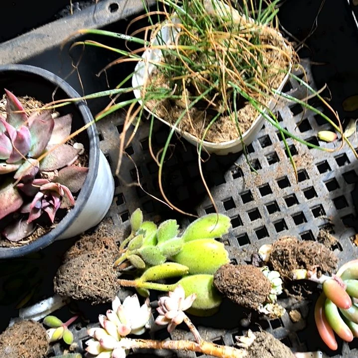 满6元包邮，香水兰