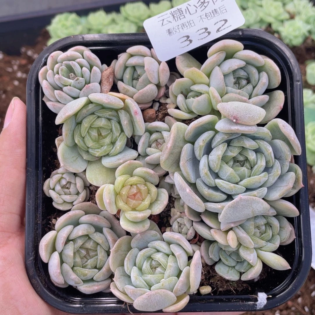 云糖心多肉植物332