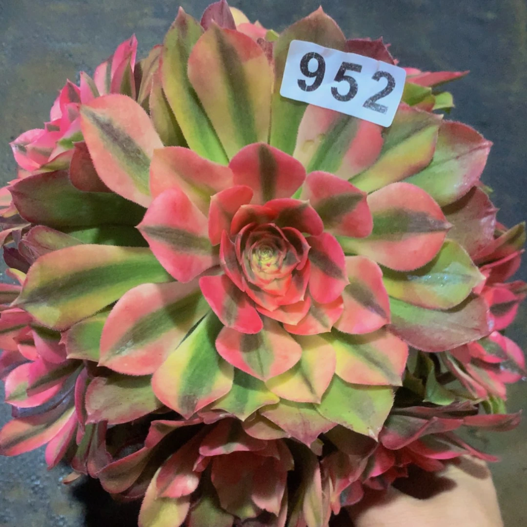 【闪购商品】952红秀多肉