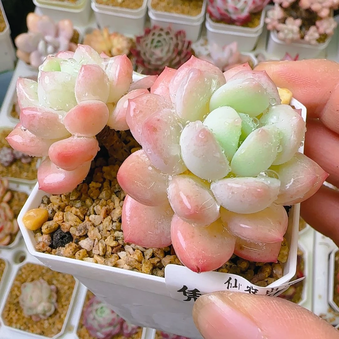 糖豆，892、仙农出品