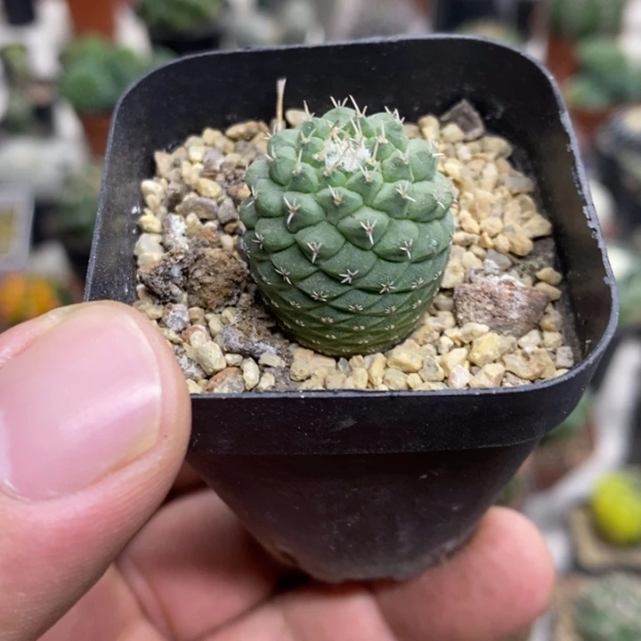 实生菊水特价福利