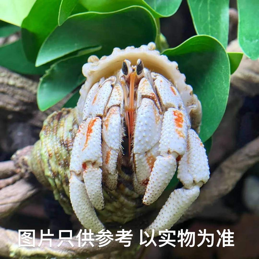 寄居蟹宠物直播自选链接