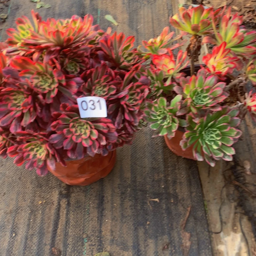 031特价组合多肉植物