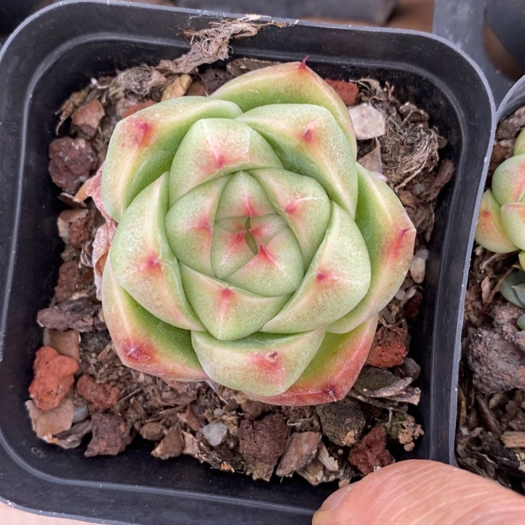 精品多肉一物一拍不包整154