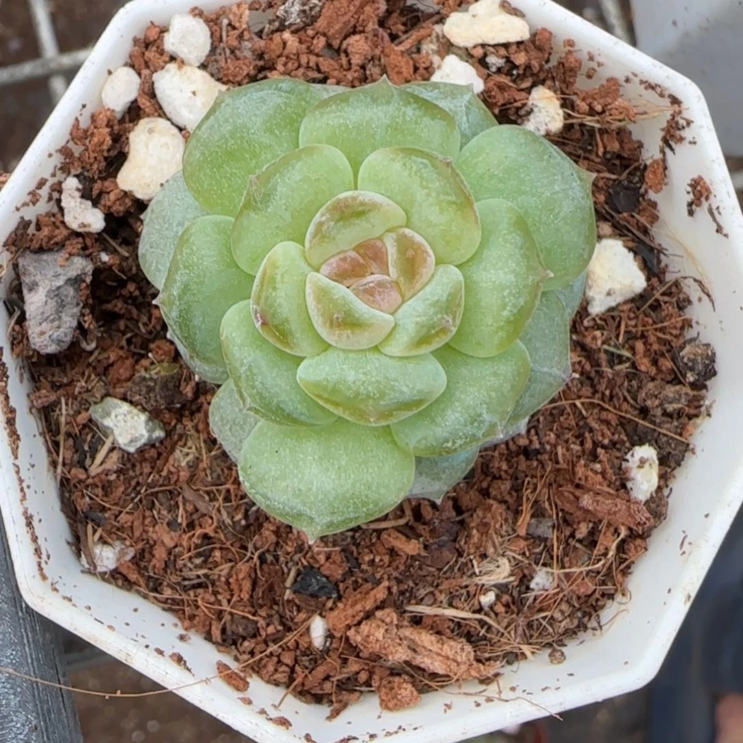 小卡拉米糖心一物一拍