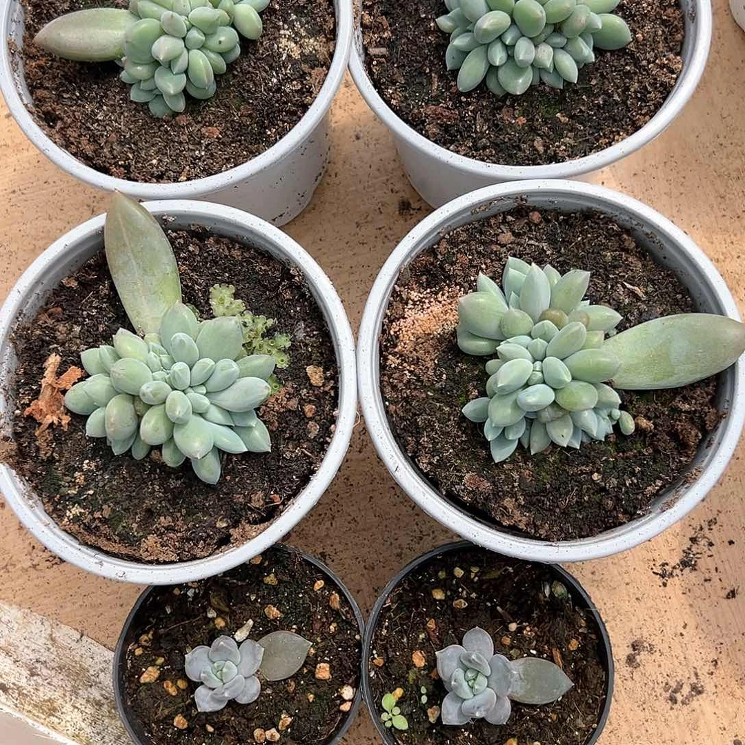 【闪购商品】览*尔组合6个