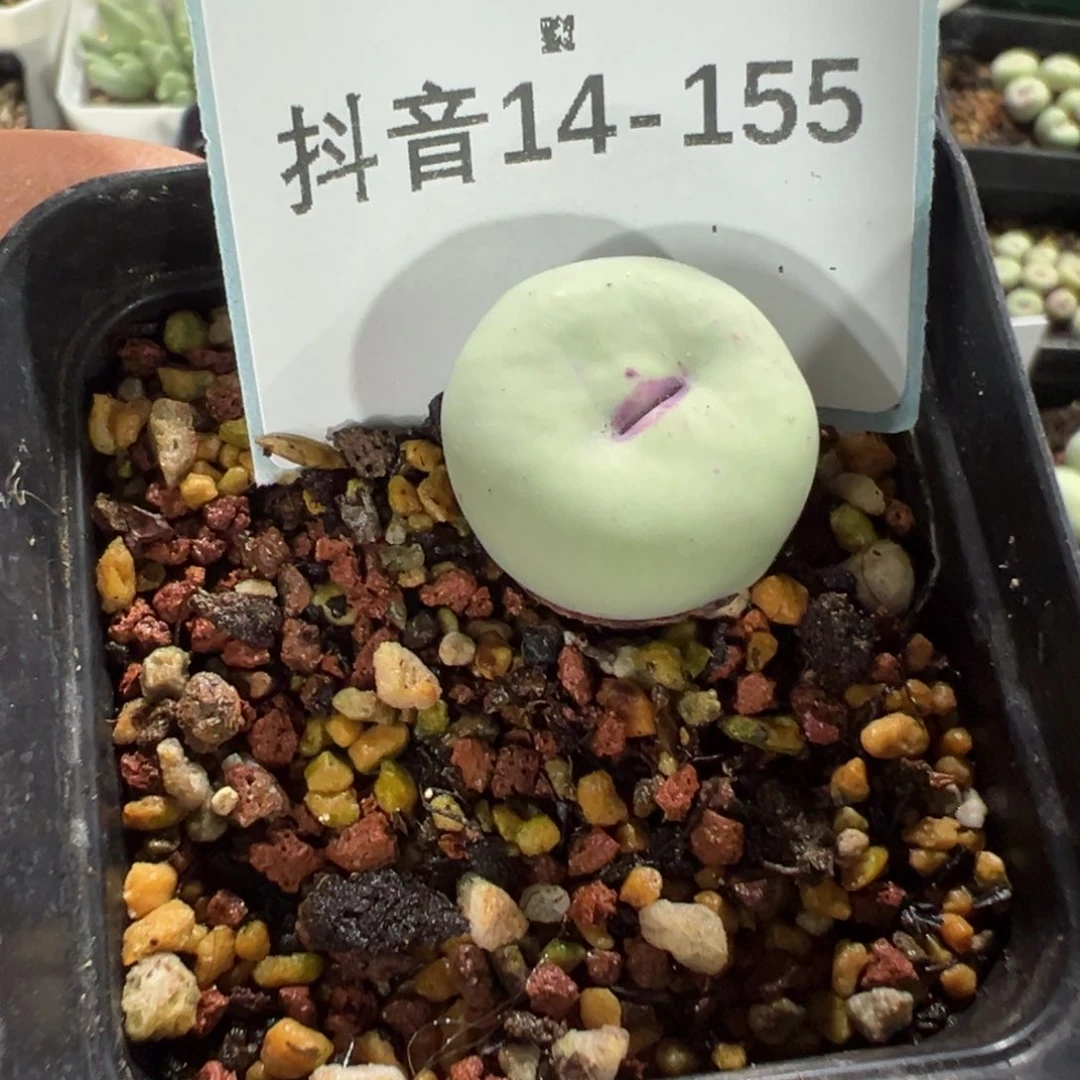 ****儿14-155肉锥多肉植物